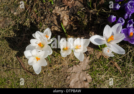 der weiße Krokusse Knospe mit gelben Staubfäden im Garten Erde hautnah Stockfoto