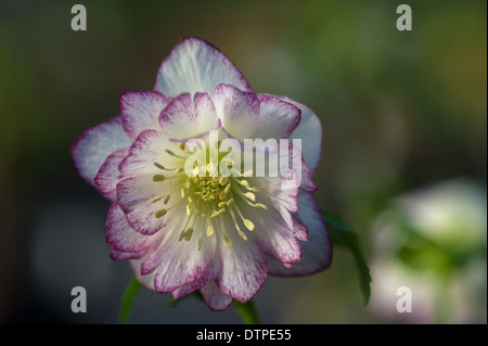 Helleborus X Hybridus, Ashwood Garten Hybriden, doppelte Form, weiße Picotees Stockfoto