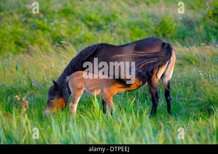 Exmoor Ponys, Stute und Fohlen Stockfoto