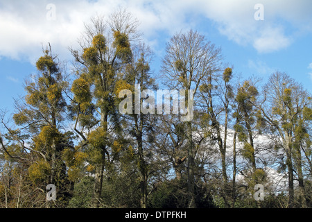 Mistel (Viscum Album) - Hemiparasitic Pflanze. Auch bekannt als Europäische White-Kreuzungen Stockfoto