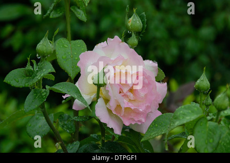 Rose Blume im Garten bei Regen Stockfoto