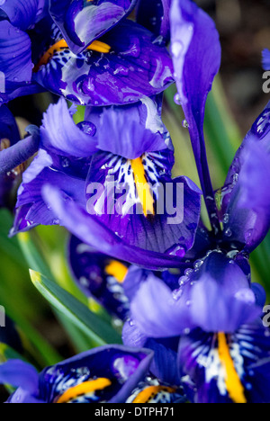 Iris 'Harmony' Stockfoto
