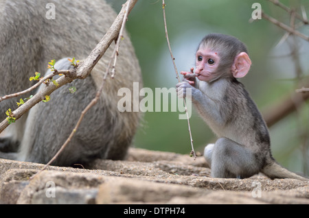 Vervet Affen (grüne Aethiops), Erwachsene und Baby, Finger im Mund, Krüger Nationalpark, Südafrika, Afrika Stockfoto