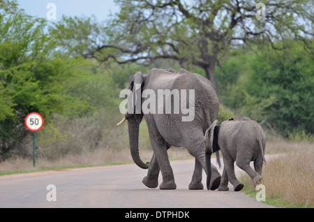 Afrikanische Elefanten (Loxodonta Africana), Mutter und Baby, überqueren die Straße, Krüger Nationalpark, Südafrika, Afrika Stockfoto