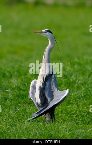 Graureiher, Sonnenbaden, North Rhine-Westphalia, Deutschland / (Ardea Cinerea) Stockfoto