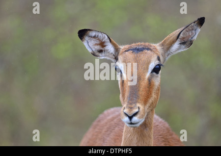 Impala (Aepyceros Melampus), zu Fuß in den Regen, Krüger Nationalpark, Südafrika, Afrika Stockfoto