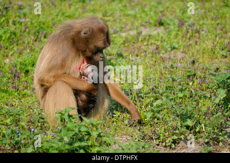 Geladas, Weibchen mit jungen / (Theropithecus Gelada) Stockfoto