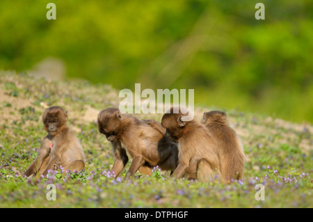 Geladas, Youngs / (Theropithecus Gelada) Stockfoto