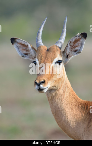 Impala (Aepyceros Melampus), Krüger Nationalpark, Südafrika, Afrika Stockfoto