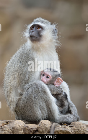 Vervet Affen (grüne Aethiops), Mutter und männliches Baby, Krüger Nationalpark, Südafrika, Afrika Stockfoto