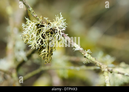 Flechten wachsen auf einem Ast Stockfoto