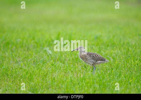 Brachvogel, Jugendkriminalität, Naturschutzgebiet Dingdener Heide, North Rhine-Westphalia, Deutschland / (Numenius Arquata) Stockfoto