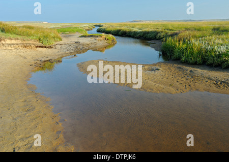 Tideway, Naturschutzgebiet De Slufter, Insel Texel, Niederlande Stockfoto