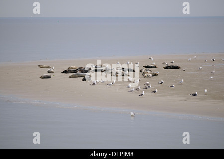 Grau-Robben und Seehunde auf Sandbank bei Ebbe, Insel Texel, Niederlande / (Halichoerus Grypus), (Phoca Vitulina) Stockfoto