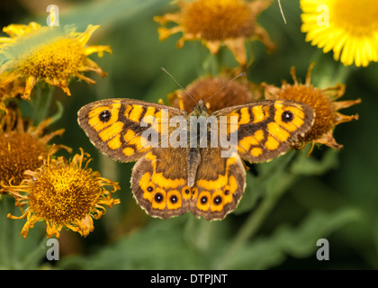 Wand Schmetterling / Lasiommata Megera Stockfoto