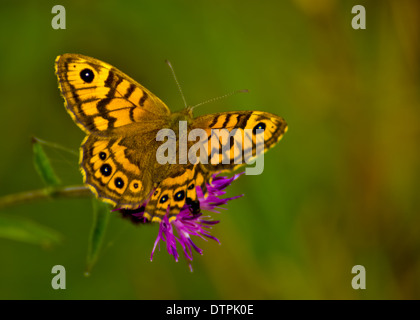 Wand Schmetterling / Lasiommata Megera Stockfoto