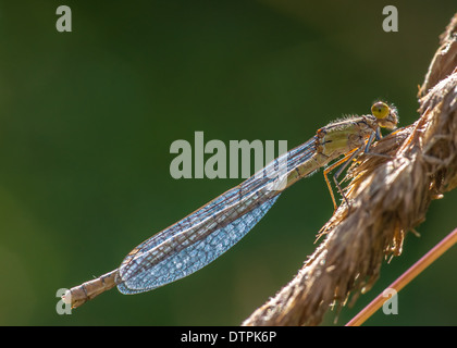 Damselfly Enallagma cyathigerum Stockfoto