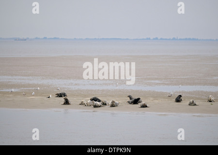 Grau-Robben und Seehunde auf Sandbank bei Ebbe, Insel Texel, Niederlande / (Halichoerus Grypus), (Phoca Vitulina) Stockfoto