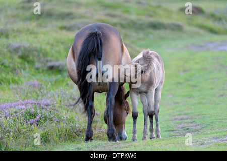 Exmoor Ponys, Stute mit Fohlen, Naturschutzgebiet De Bollekamer, Insel Texel, Niederlande Stockfoto