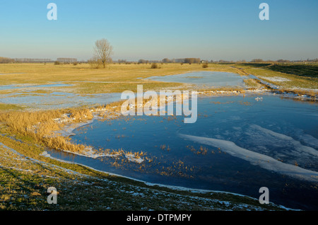 Überschwemmten Wiesen, Niederrhein, Schenkenschanz, North Rhine-Westphalia, Deutschland Stockfoto