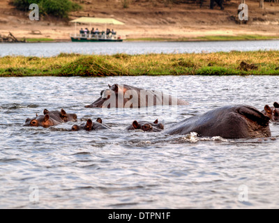 Hippopotamus im Fluss Chobe mit touristischen Safari Boot im Hintergrund Stockfoto