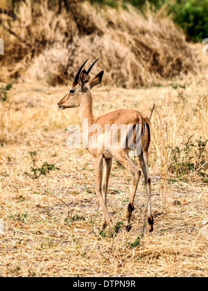 Wandern in den gelben Grases Impala Stockfoto