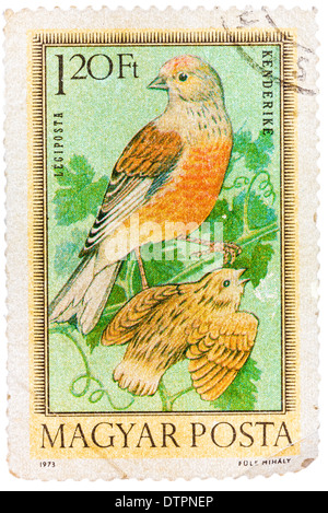 Briefmarke gedruckt in Ungarn zeigt Hänflinge, ohne Inschrift, aus der Serie "Ungarische Birds", ca. 1973 Stockfoto