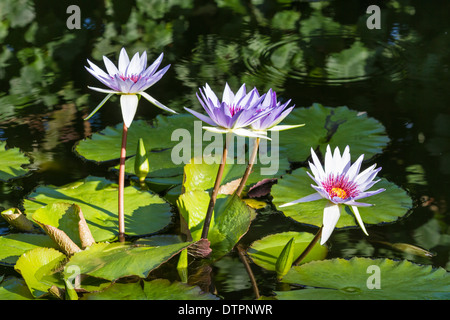 Vier Seerosen in einem Teich im Queen Elizabeth II Botanic Park auf Grand Cayman, Kaimaninseln Stockfoto