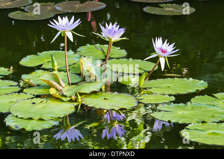 Vier Seerosen in einem Teich im Queen Elizabeth II Botanic Park auf Grand Cayman, Kaimaninseln Stockfoto