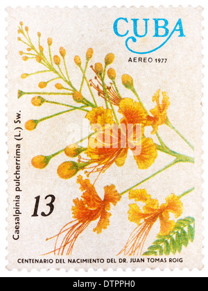 Kuba - CIRCA 1977: Eine Briefmarke gedruckt in Kuba zeigt Bild von einem Caesalpinia Pulcherrima, circa 1977 Stockfoto