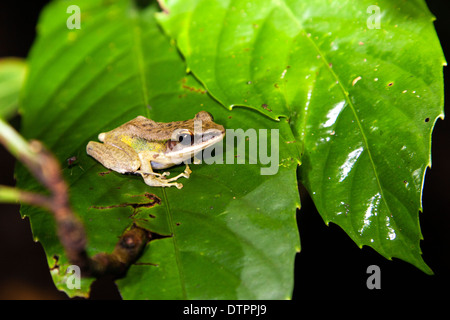 Ein dunkel-Schmuckschildkröte oder maskierten Laubfrosch (Polypedates Macrotis), auf einem Blatt in Borneo, Malaysia Stockfoto