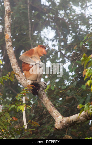 Wilde Nasenaffe (Nasalis Larvatus) im Morgennebel in Borneo, Malaysia Stockfoto