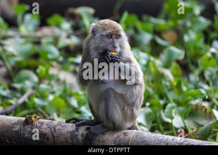 Eine lange Tailed Macaque (Macaca Fascicularis), auch bekannt als der Crab-Eating Makaken in Borneo, Malaysia Stockfoto