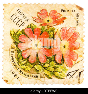 UdSSR - ca. 1981: Eine Briefmarke gedruckt in der UdSSR zeigt eine Primula Minima, Serie, ca. 1981 Stockfoto