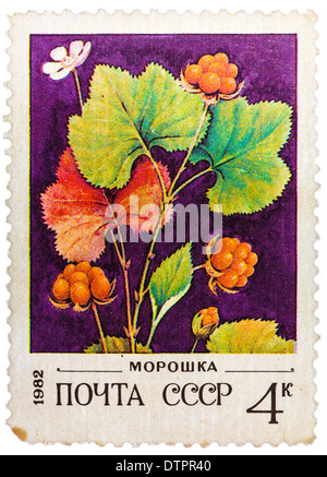 Ost-Stempel gedruckt in der UdSSR (CCCP, Sowjetunion) zeigt Bild der Moltebeeren Stockfoto