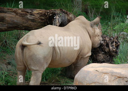 Nashorn in Animal Kingdom Theme Pk bei der Walt Disney World, Orlando, Florida, USA Stockfoto