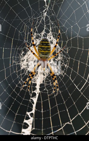 Wespe Spinne im Spinnennetz, Eggstätt, Bayern, Deutschland / (Argiope Bruennichi) Stockfoto