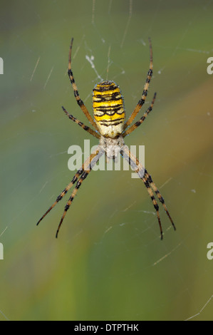 Wespe Spinne im Spinnennetz, Eggstätt, Bayern, Deutschland / (Argiope Bruennichi) Stockfoto