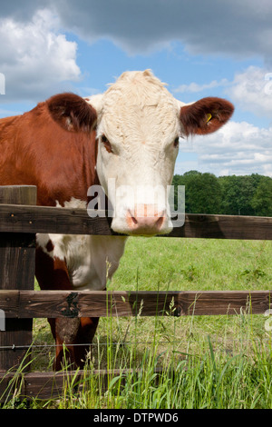 Hereford-Rinder aus Weide, West Sussex, England Stockfoto