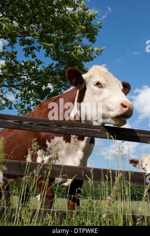 Hereford Kuh Blick über den Zaun, West Sussex, England Stockfoto