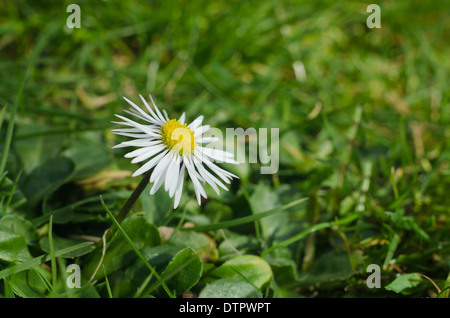 Bellis Perennis - die gemeinsame Daisy eine Quelle von Daisy Chains und Sonnenanbeter bis ins kleinste Detail am Boden Stockfoto
