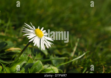 Bellis Perennis - die gemeinsame Daisy eine Quelle von Daisy Chains und Sonnenanbeter bis ins kleinste Detail am Boden Stockfoto