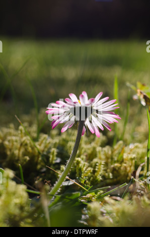 Bellis Perennis - die gemeinsame Daisy eine Quelle von Daisy Chains und Sonnenanbeter bis ins kleinste Detail am Boden Stockfoto