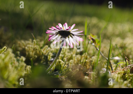 Bellis Perennis - die gemeinsame Daisy eine Quelle von Daisy Chains und Sonnenanbeter bis ins kleinste Detail am Boden Stockfoto