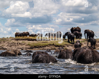 Elefanten-Gruppe Closeup Chobe Fluss überquert Stockfoto