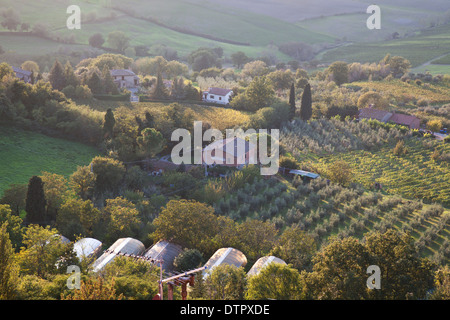 Felder von Olivenhainen und Weinbergen im Tal unterhalb von Montepulciano, südliche Toskana, Italien. Obligatorische Kredit Jo Whitworth Stockfoto