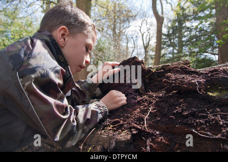 kleiner Junge Fehlersuche in verwesenden Baum, Holz Läuse Stockfoto