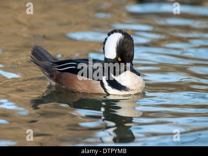 Mit Kapuze Prototyp Ente schwimmend in einem wellenförmigen Teich Stockfoto