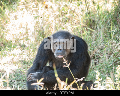 Schimpanse, Ol Pejeta, Kenia, Afrika Stockfoto