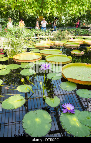 Seerosen in der Waterlily House, Royal Botanic Gardens, Kew, England Stockfoto